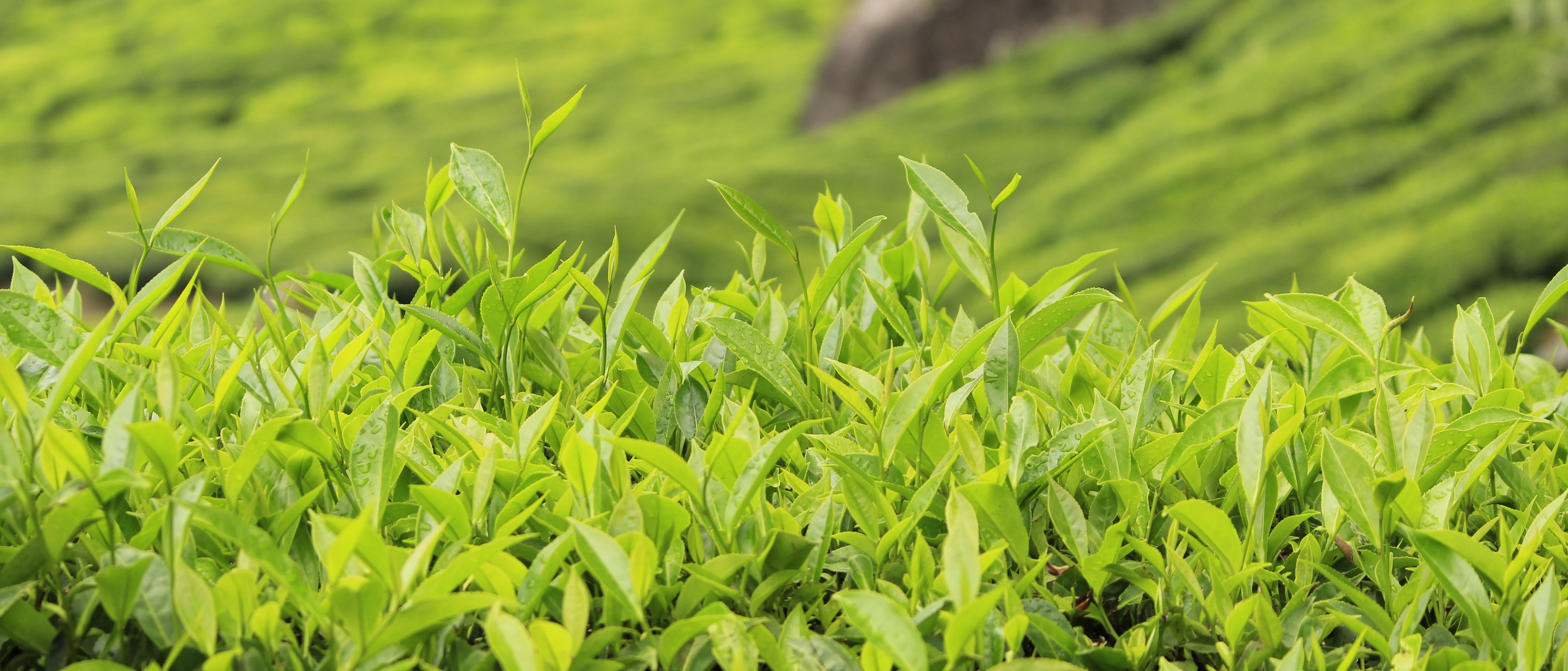 Himachal Tour Package Image